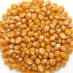 Corn