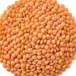 masoor