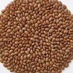 HorseGram (Ulavalu)